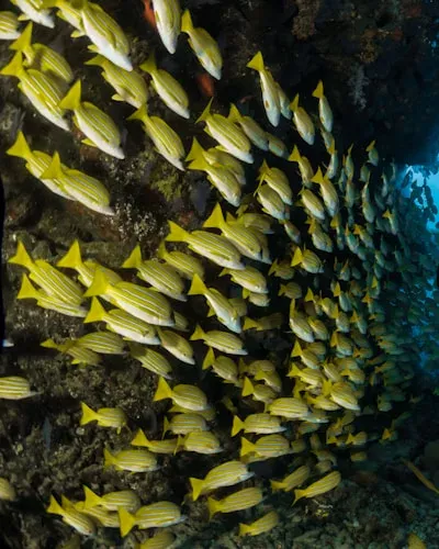 DEE555 Happy Fish